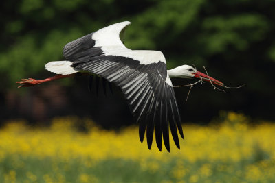 White Stork