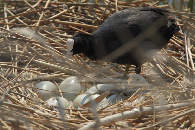 Coot, inspecting a swans nest