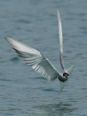 Whiskered Tern