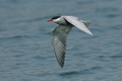 Whiskered Tern