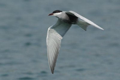 Whiskered Tern
