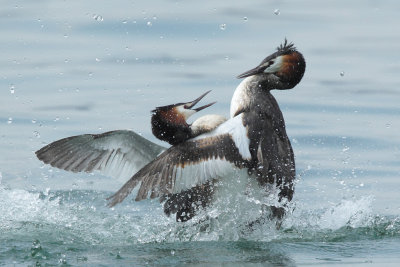 Great Crested Grebe