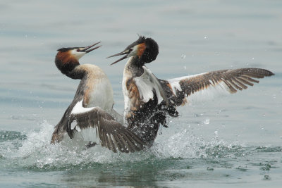 Great Crested Grebe