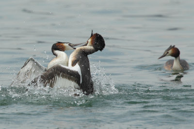 Great Crested Grebe