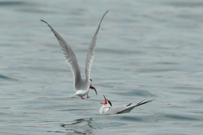 Common Tern