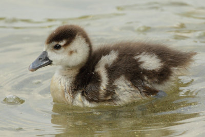Egyptian Goose, chick