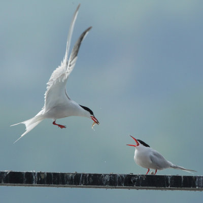 Common Tern