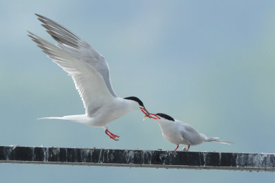Common Tern
