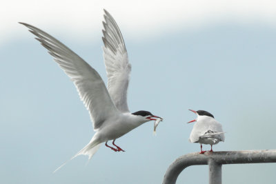 Common Tern