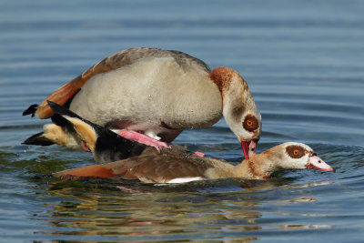 Egyptian Goose - Mating