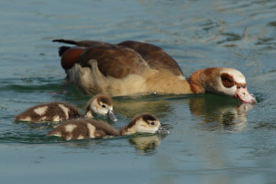 Egyptian Goose - Young