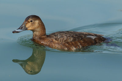 Common Pochard, female