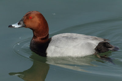 Common Pochard, male