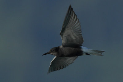 Black Tern