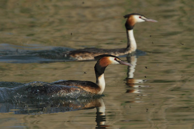 Great Crested Grebe