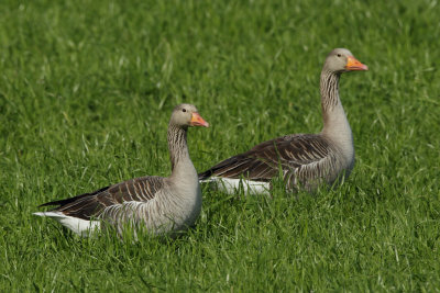 Greylag Goose