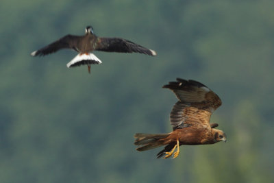 Marsh Harrier, female