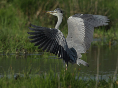 Grey Heron, immature