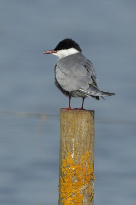 Whiskered Tern