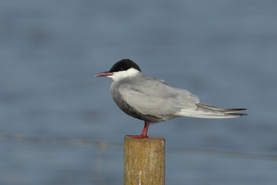 Whiskered Tern