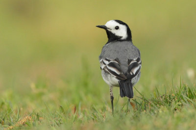 White Wagtail