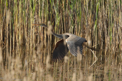 Purple Heron