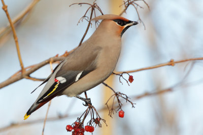 Bohemian Waxwing