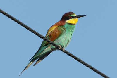 European Bee-Eater