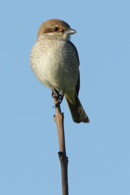 Red-backed Shrike, female