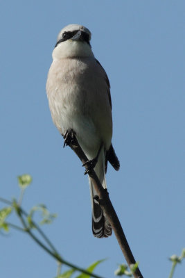 Red-backed Shrike, male