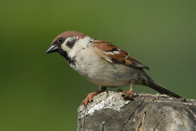 Tree Sparrow