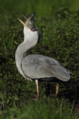 Grey Heron