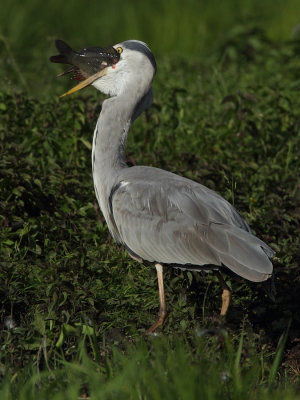Grey Heron