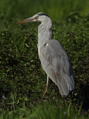 Grey Heron