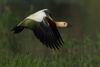 Ruddy Shelduck