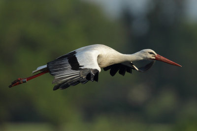 White Stork