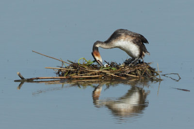 Great Crested Grebe