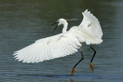 Little Egret