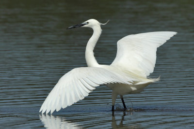 Little Egret