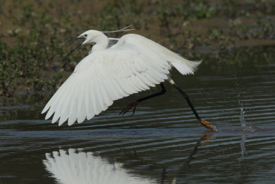 Little Egret