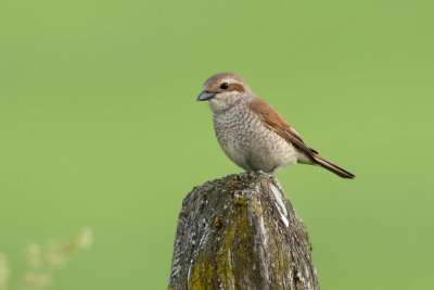 Red-backed Shrike, female