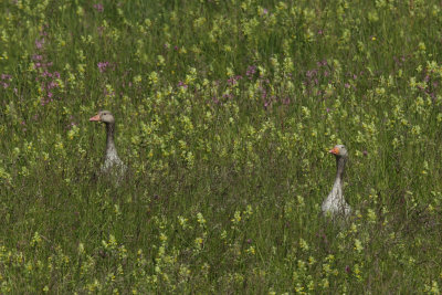 Greylag Geese