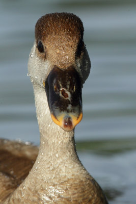 Red-crested Pochard, female