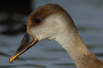 Red-crested Pochard, female