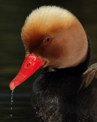 Red-crested Pochard, male