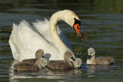 Mute Swan