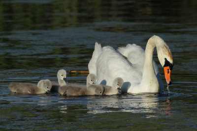 Mute Swan