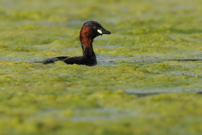 Little Grebe