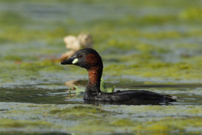 Little Grebe