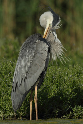 Grey Heron